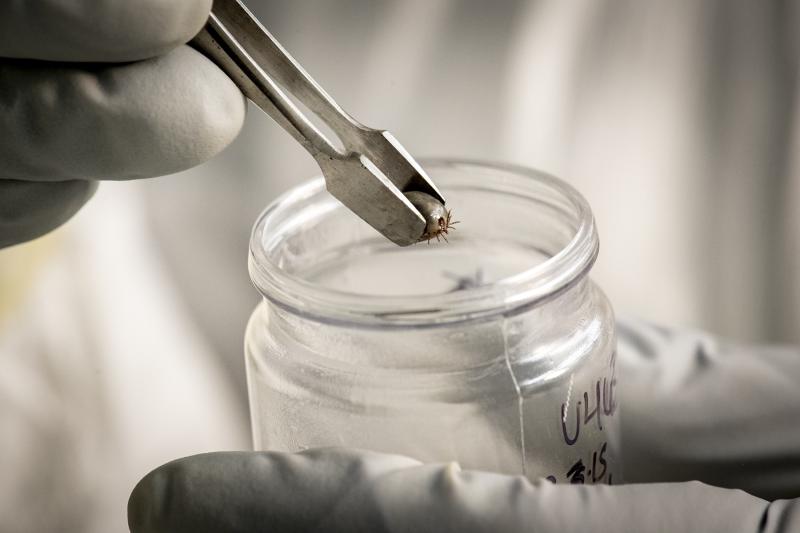 A tick is collected and used for research at the Tulane National Primate Research Center,