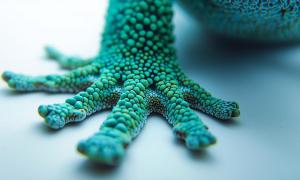 Gecko-inspired adhesives